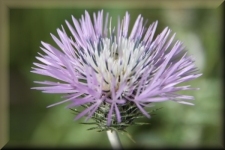 Bloemen